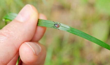 tick image