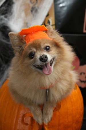Pumpkin Pomeranian