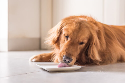 RetrieverLickingPlateResized