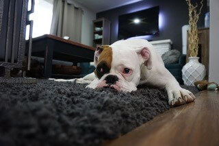 SadBulldog