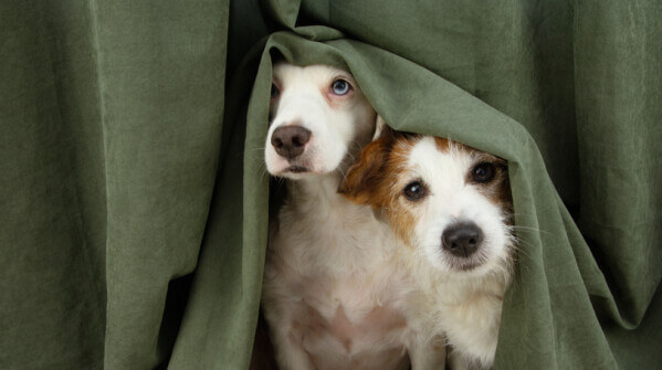Two,Scared,Or,Afraid,Puppy,Dogs,Wrapped,With,A,Curtain.